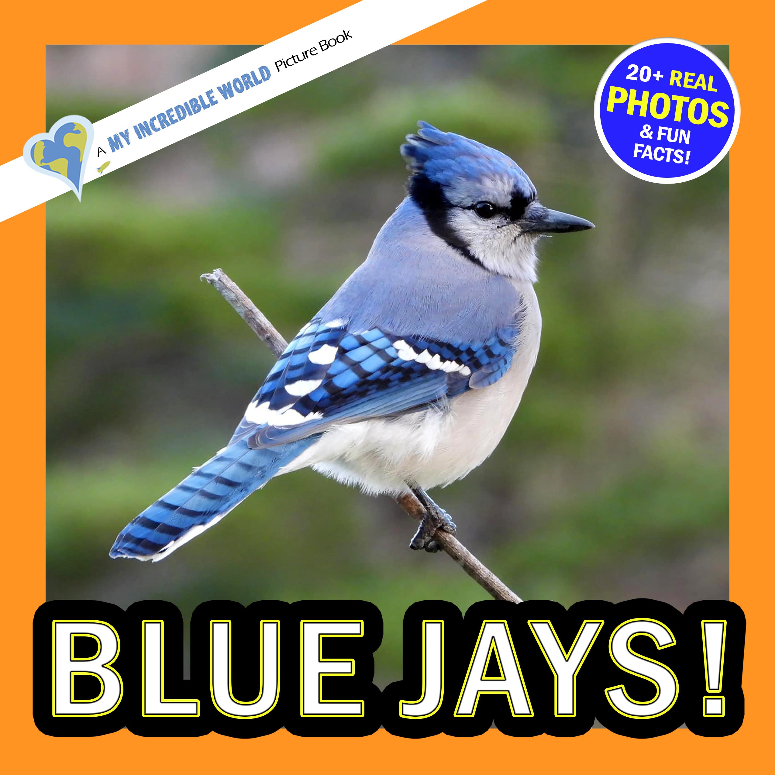 Blue Jays! A My Incredible World Picture Book for Children